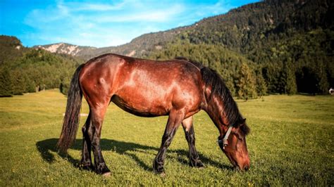 horse riding experience near london